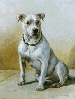 Hinks bull terrier hot sale